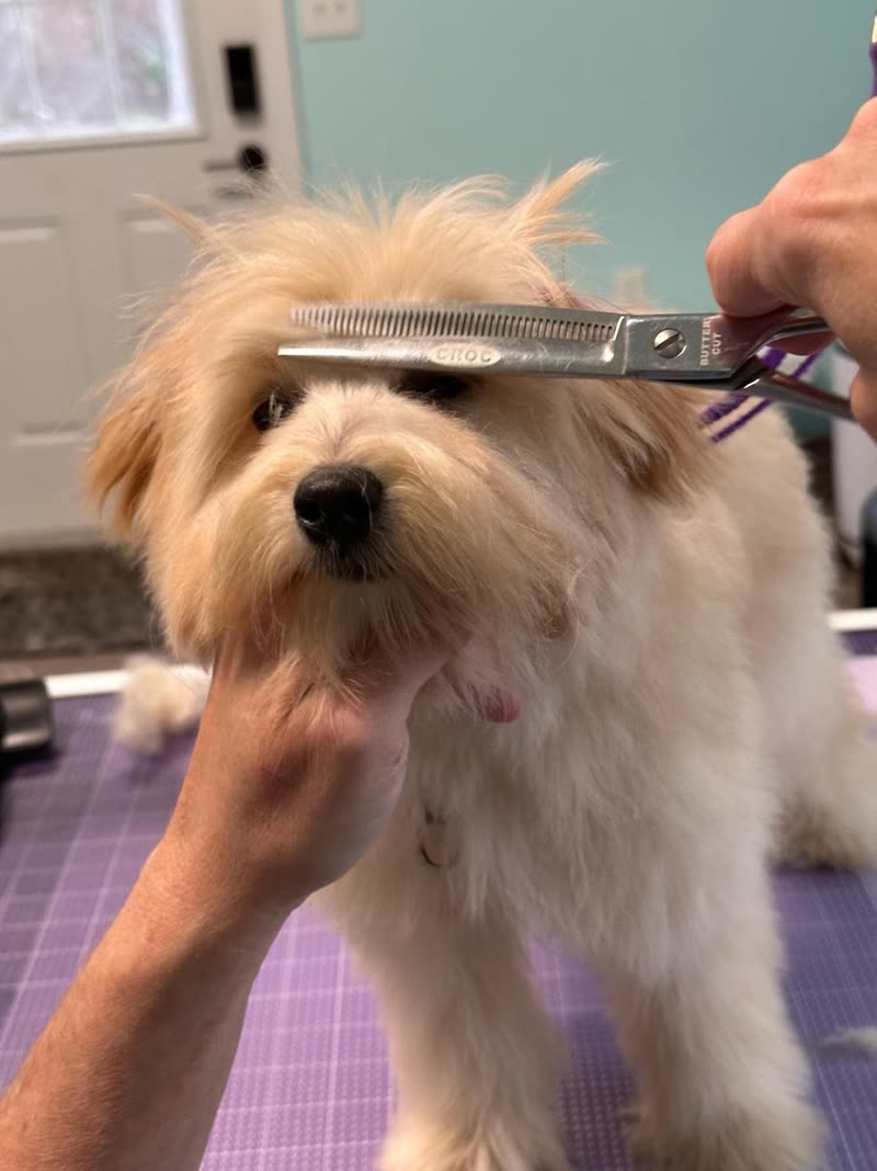 A groomer trimming a cream doodle's face with scissors on the grooming table