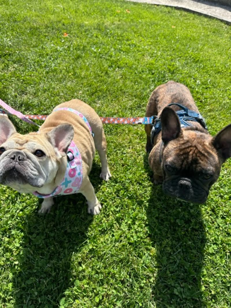 Two French bulldogs on leads on a sunlit lawn, one in a floral bandana