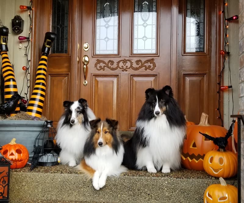 Three Shetland sheepdogs posed on a doorstep among Halloween pumpkins