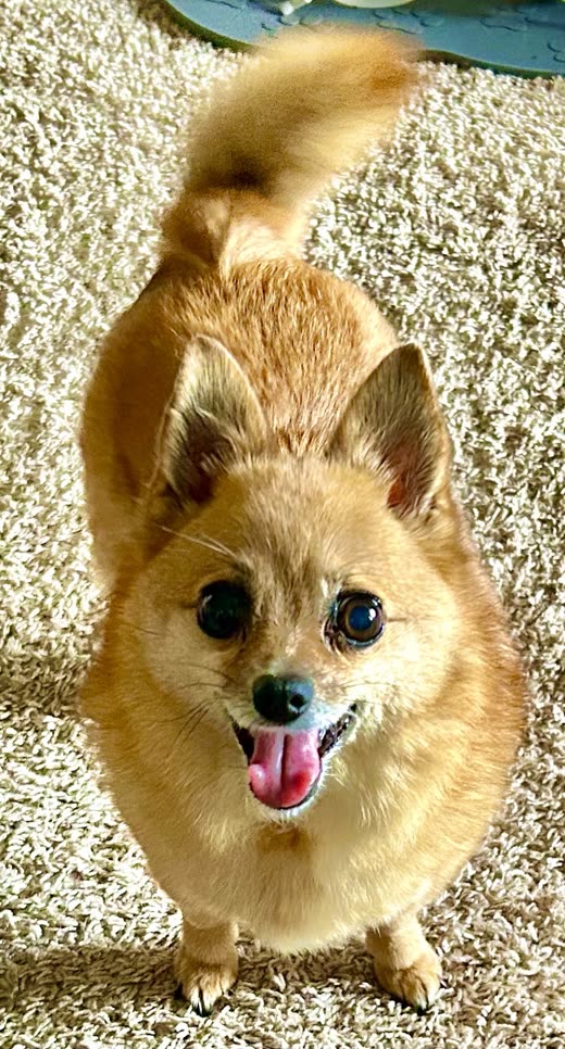 A freshly groomed ginger Pomeranian standing on carpet, looking up at the camera