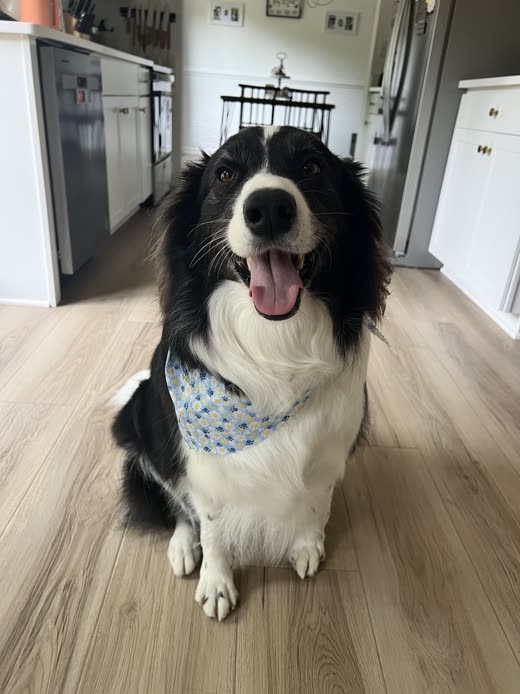A border collie sitting front-on in a bright room wearing a blue patterned bandana