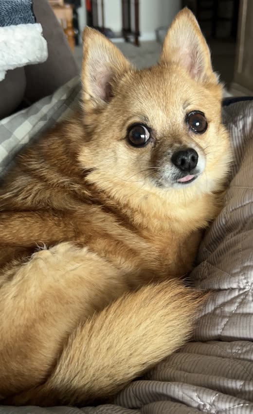A Pomeranian resting on a sofa with its coat brushed out