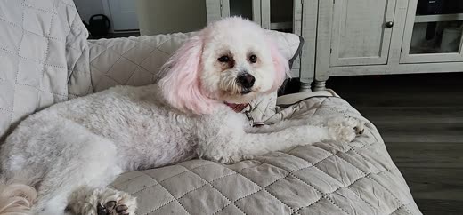 A white Bichon-type dog with pink-tinted ears after a creative colour groom