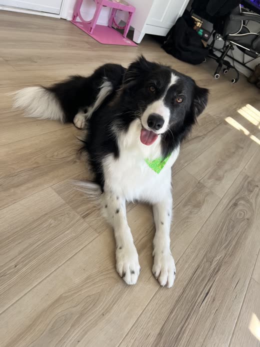 A black and white border collie lying on a wooden floor wearing a green bandana